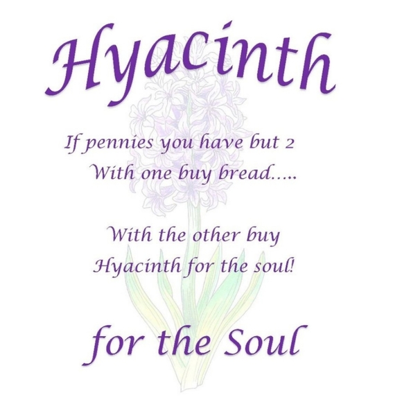 Inspiration......Ideas......Hyacinth - Picture 2 of 6